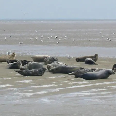 度假居 Wiringherlant-10 By Interhome Noordstroe